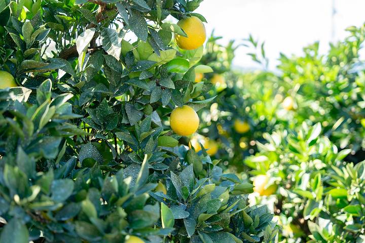 楽生苑について