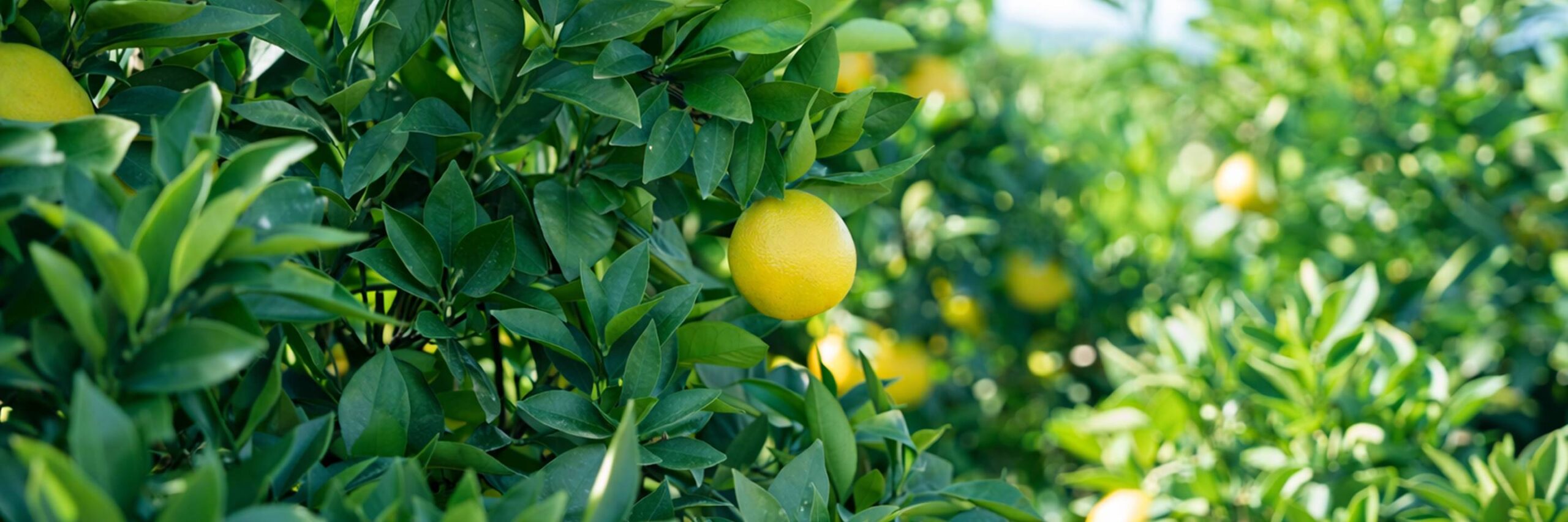 楽生苑について